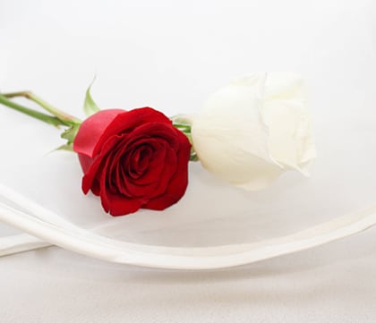 Shop for a Long Stem Rose in Las Vegas